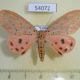 54072p-Arctiidae-Mangina-argus-Vietnam-9