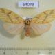 54073p-Arctiidae-Barsine-striata-f-Vietnam-6