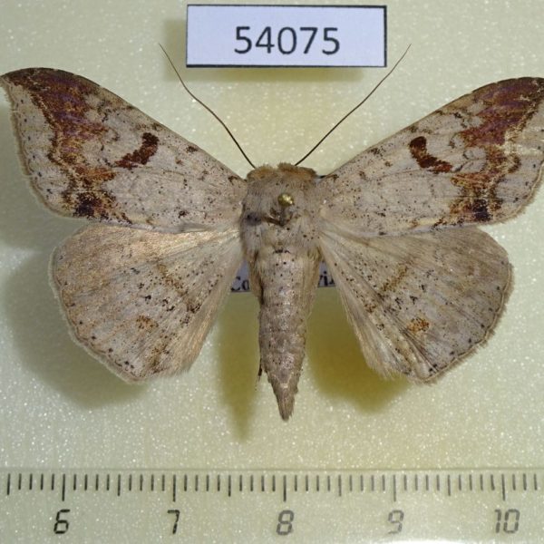 Noctuidae Ericea eriphora Vietnam