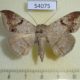54075p-Noctuidae-Ericea-eriphora-Vitnam-8
