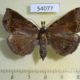 54077p-Noctuidae-Ochrotrigona-triangulifera-Vietnam-7