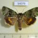 54079p-Noctuidae-Blenina-chlorophila-Vietnam-7