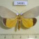 54081p-Noctuidae-Neochera-inops-Vietnam-7