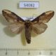 54082p-Notodontiidae-Hexafrenum-sp.-Vietnam-5