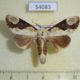 54083p-Notodontiidae-Formofentonia-orbiter-Vietnam-7