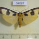 54087p-Arctiidae-Chrysaeglia-magnifica-Vietnam-7