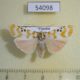 54098p-Arctiidae-Cyana-formosana-Vietnam-10