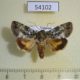 54102p-Noctuidae-Blenina-sp.-lichenosa-Vietnam-9