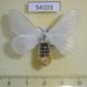 54103p-Bombycidae-Gnathocinara-situla-Vietnam-7
