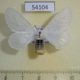 54104p-Bombycidae-Gnathocinara-situla-Vietnam-7