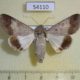54110p-Noctuidae-Pandesma-quenavadi-f-Vietnam-12