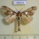 54111p Notodontiidae Ginshachia baenzigeri Vietnam $6