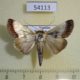 54113p-Noctuidae-Westermannia-triangularis-Vietnam-9