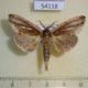 54118p-Notodontiidae-Rosama-auritracta-Vietnam-8