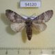 54120p-Notodontiidae-Fentonia-bipunctus-Vietnam-7