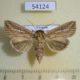 54124p-Noctuidae-Mythimna-decisissima-Vietnam-7