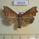 54129p-Noctuidae-Gonitis-mesogona-Vietnam-9