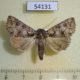 54131p-Noctuidae-sp.-Dominicana-5