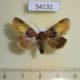 54132p-Noctuidae-Chalcoecia-patricia-Costa-Rica-6