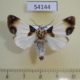 54144p-Noctuidae-Sinocharis-korbae-Primorye-5