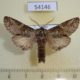 54146p-Notodontiidae-Ellida-arcuata-Primorye-6