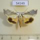 54149p-Noctuidae-Xanthocosmia-jankowskii-Primorye-8