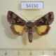 54150p-Noctuidae-Syngrapha-ain-Primorye-6