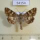 54154p-Noctuidae-Protoschinia-scutosa-Primorye-8