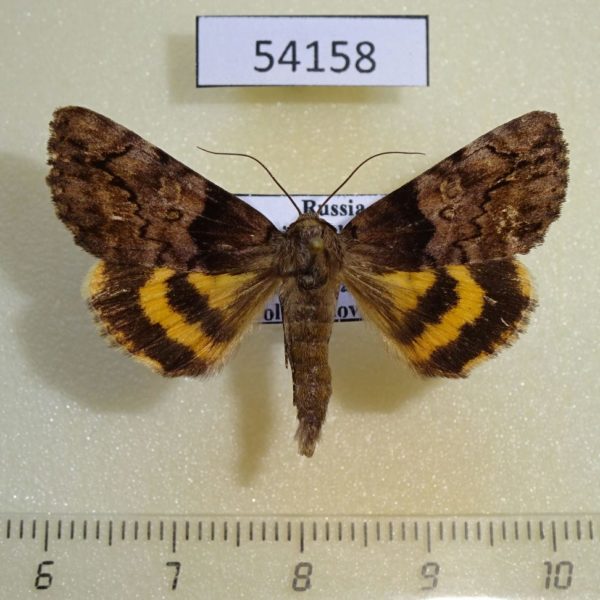 Noctuidae Catocala moltrechti Primorye