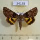 54158p-Noctuidae-Catocala-moltrechti-Primorye-18