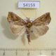 54159p-Noctuidae-Polychrysia-sica-f-Primorye-18