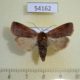 54162p-Noctuidae-Diarsia-ruficauda-Primorye-5