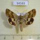 54163p-Noctuidae-Heliothis-viriplaca-Primorye-5