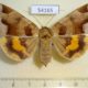 54165p-Noctuidae-Chrysorithrum-amata-f-Primorye-8