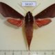54167p-Sphingidae-Theretra-pallicosta-Vietnam-10