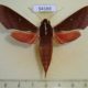54169p-Sphingidae-Theretra-pallicosta-Vietnam-10