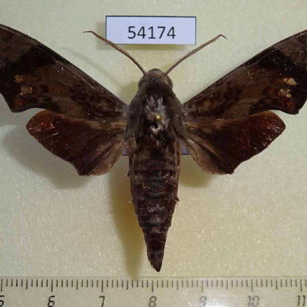 Sphingidae Dahira obliquifascia Vietnam