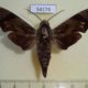 54174p-Sphingidae-obliquifascia-Vietnam-9