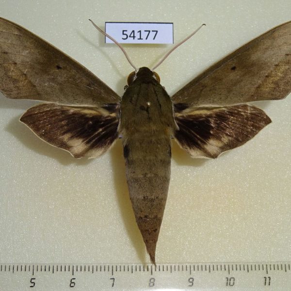 Sphingidae Theretra boisduvalii Vietnam