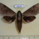 54178p-Sphingidae-Acosmerycoides-harterti-Vietnam-8