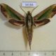54184p-Sphingidae-Pergesa-acteus-Vietnam-8