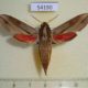54190p-Sphingidae-Hippotion-sp.-boerhaviae-Vietnam-10