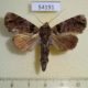 54191p-Noctuidae-Corythurus-nocturnus-Vietnam-7