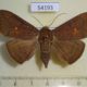 54193p-Noctuidae-Platyja-umminia-f-Vietnam-8