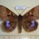 54195p-Noctuidae-Ischyja-marapok-Vietnam-9
