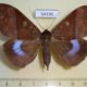 54196p-Noctuidae-Ischyja-marapok-f-Vietnam-12