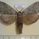 54201p-Notodontiidae-Netria-multispinae-f-Vietnam-12