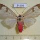 54209p-Arctiidae-Amerila-astreus-Vietnam-6
