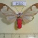 54210p-Arctiidae-Amerila-astreus-Vietnam-7