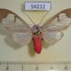 54212p-Arctiidae-Amerila-astreus-Vietnam-7